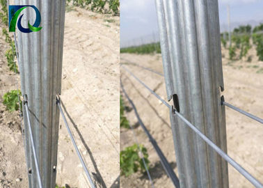 Vine Plants 50mm × 30mm Vineyard Grape Stake Hot Dipped Galvanized