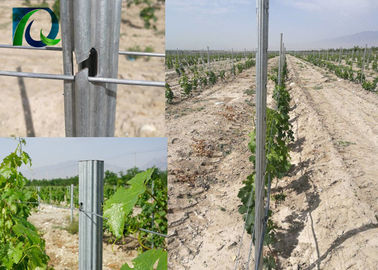 Vine Plants 50mm × 30mm Vineyard Grape Stake Hot Dipped Galvanized